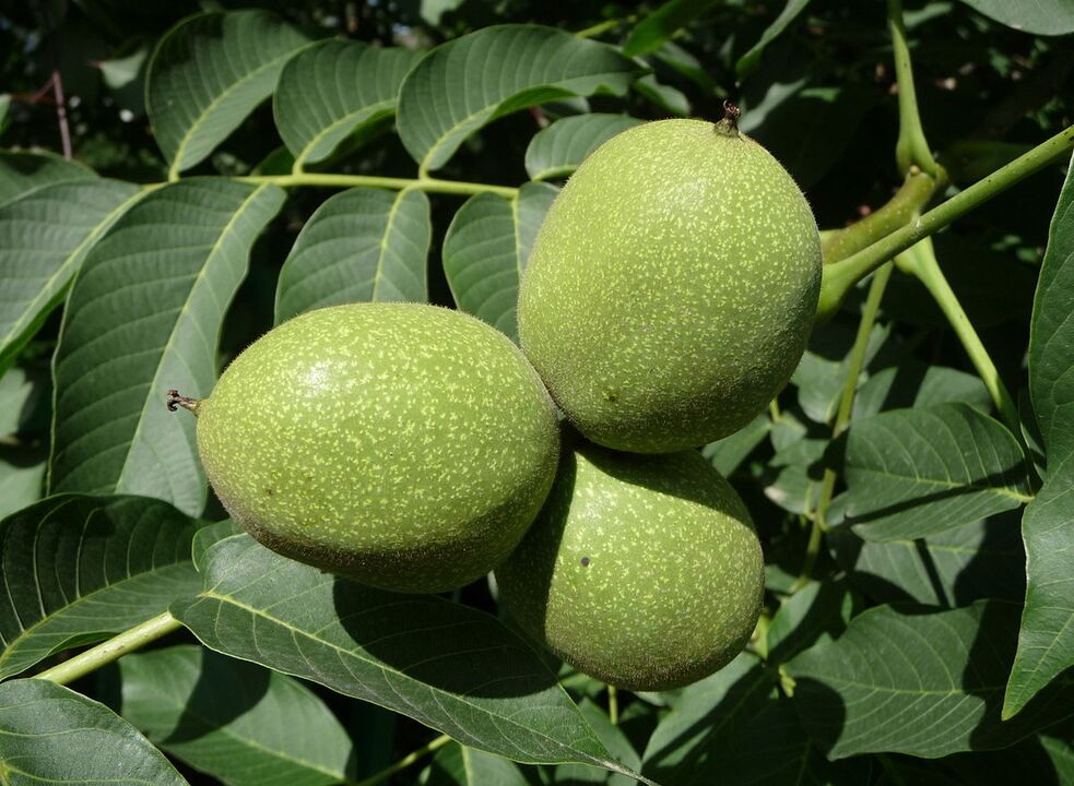 noz verde para potência